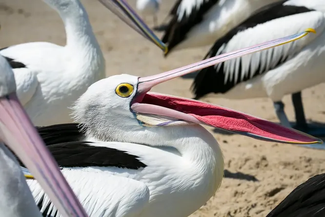 Почему у птиц нет зубов и как они без них обходятся?