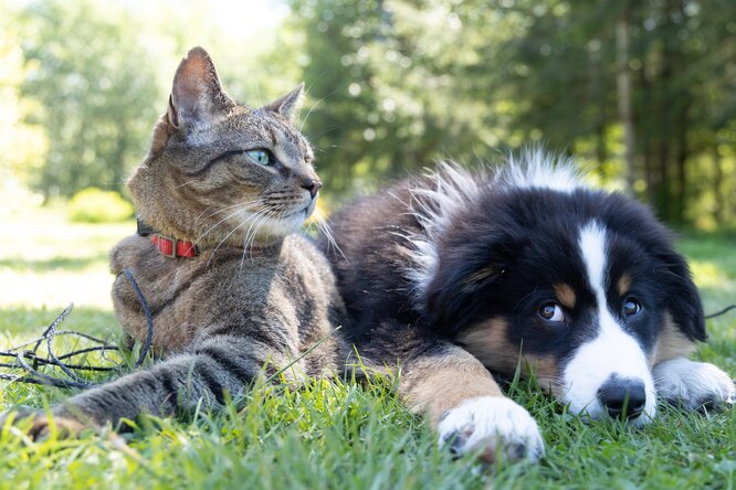 Почему коты и собаки едят траву