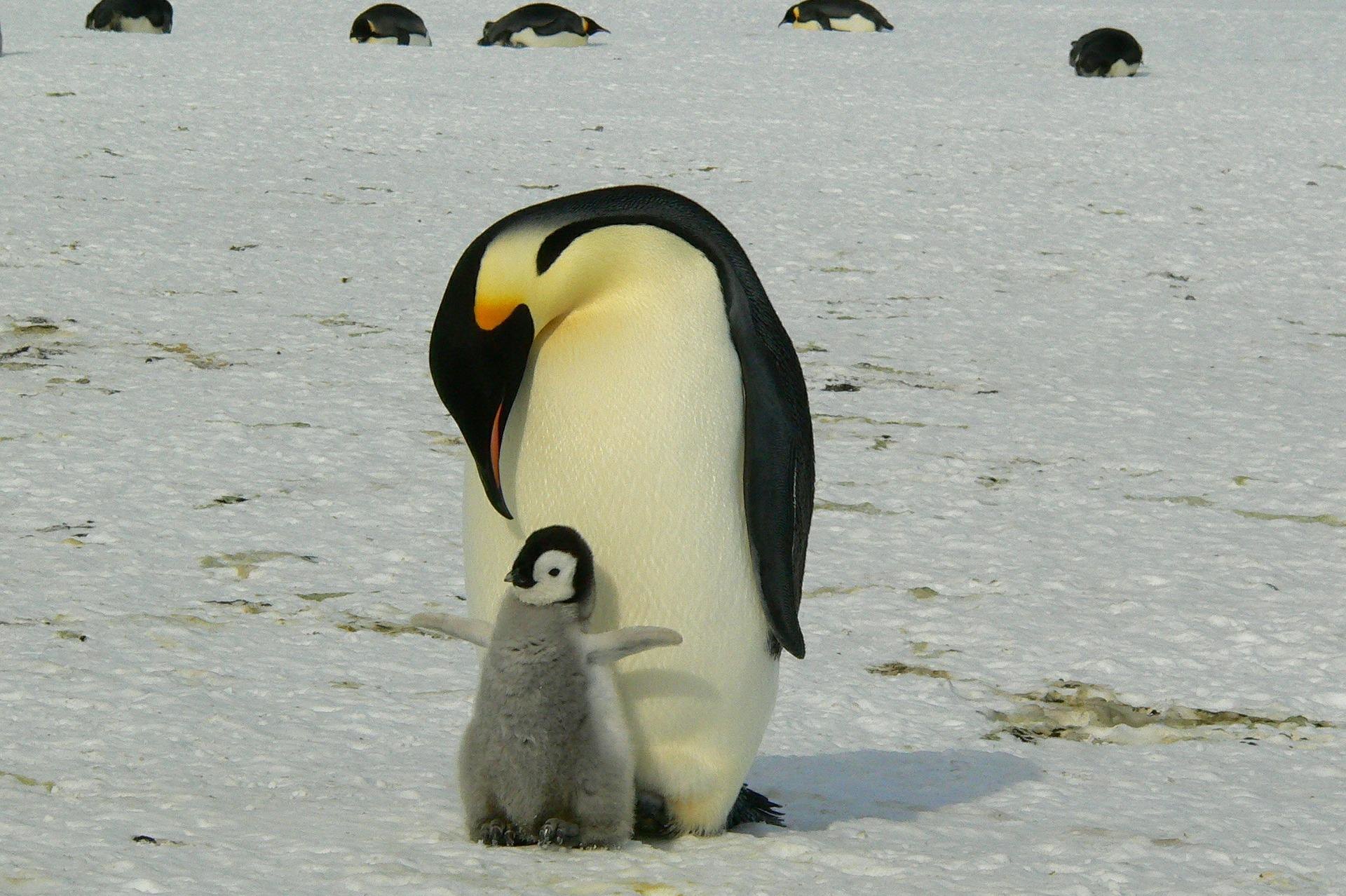 Императорские пингвины могут исчезнуть уже при нашей жизни