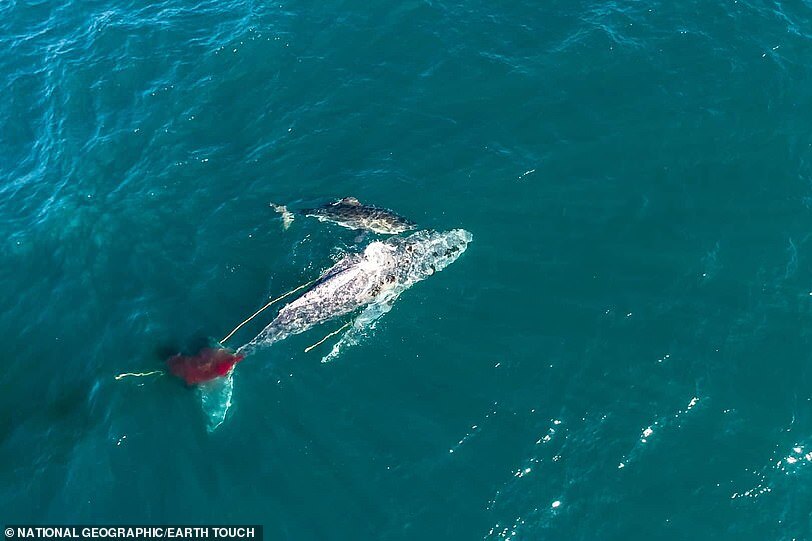По-настоящему жуткие и редкие кадры: нападение акулы на горбатого кита