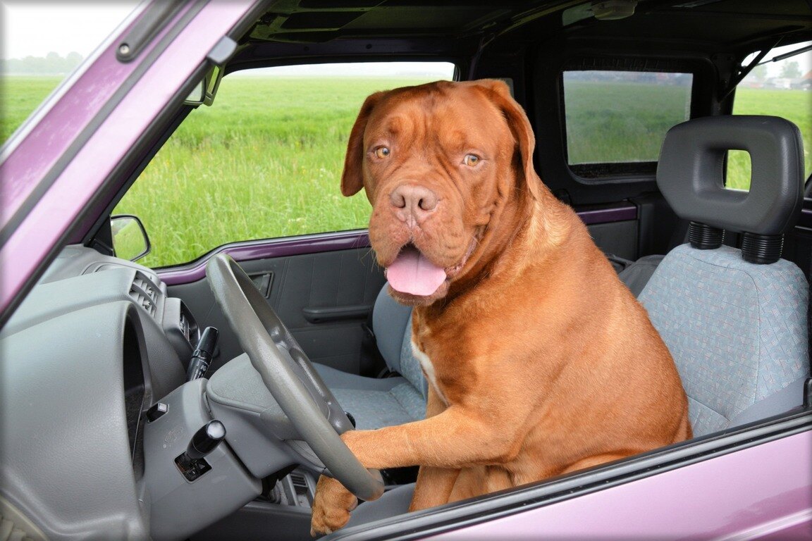 А вы знаете, сколько есть способов возить собаку в машине