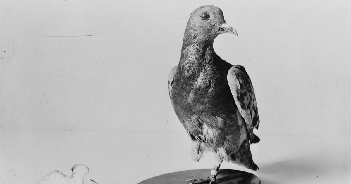 Как простая почтовая голубка спасла более 100 человек во время Первой мировой войны