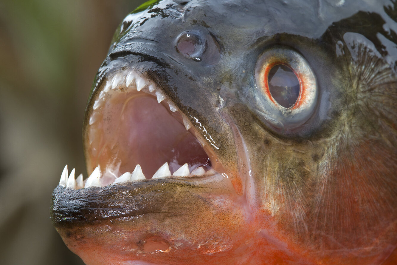 Может ли рыба съесть человека. Пиранья в кривых. Фото пираньи рыбы с открытым ртом.