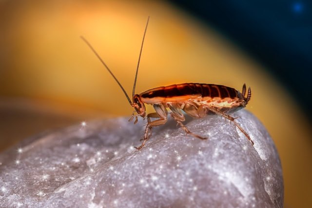 Как избавиться от тараканов: нашатырный спирт и еще 2 средства