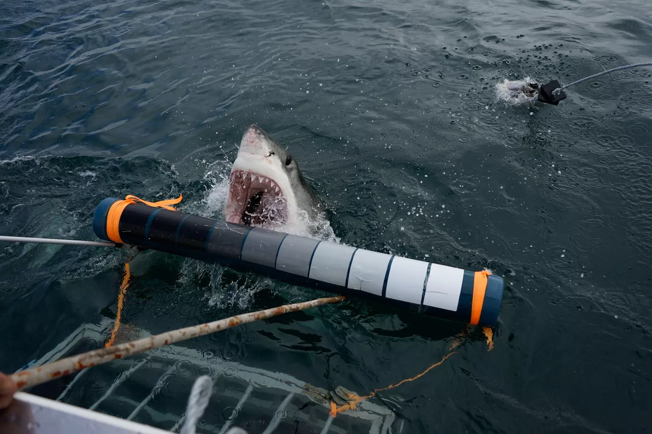 Большие белые акулы могут менять свой цвет, чтобы подкрасться к добыче: как им это удается