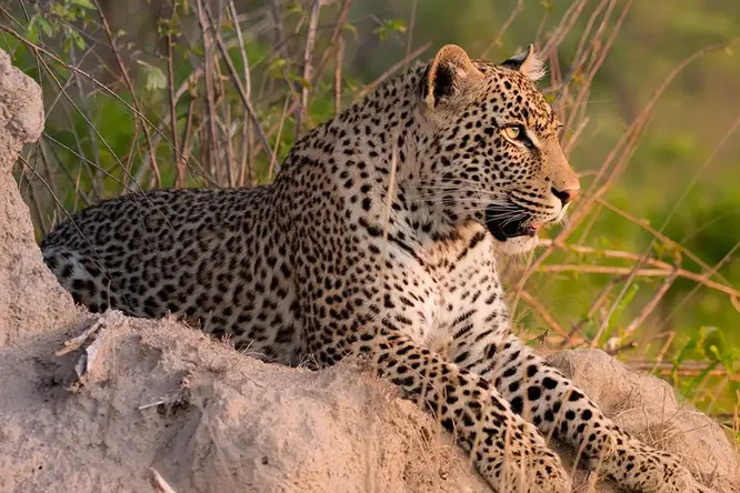 5 реальных животных-людоедов, которых вам стоит опасаться