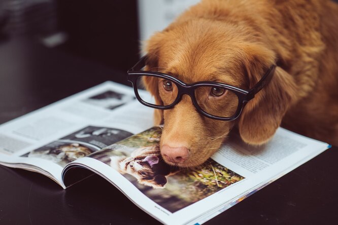 10 умнейших пород собак: как выбрать лучшего питомца