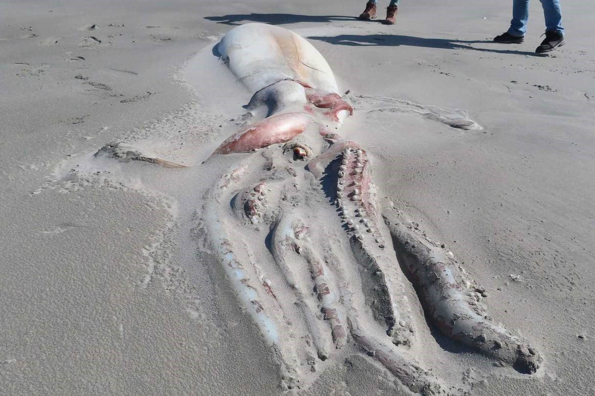 На берег Новой Зеландии выбросило труп гигантского кальмара с полуобглоданными щупальцами
