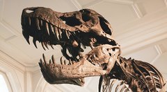 Драконы и жуткие чудовища: что думали древние люди, когда находили останки динозавров
