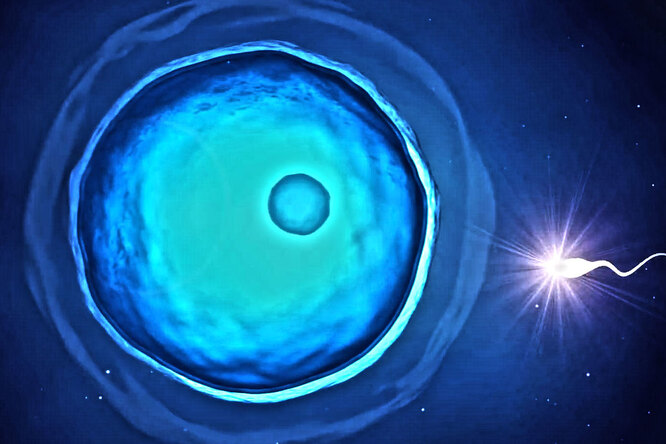 Может ли яйцеклетка сама выбирать подходящую сперму: мнение ученых