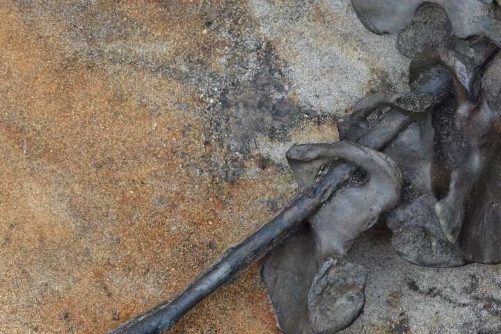 Последний приют воинов прошлого: в болотах Дании тысячами находят тела древних варваров