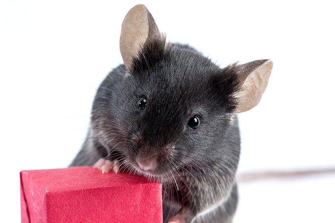 Управление разумом: отключи у мыши голод