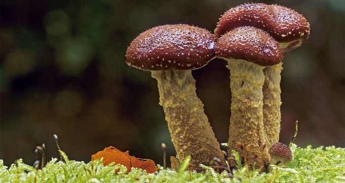 Колоссальная грибница Armillaria gallica: как устроен самый крупный организм в мире