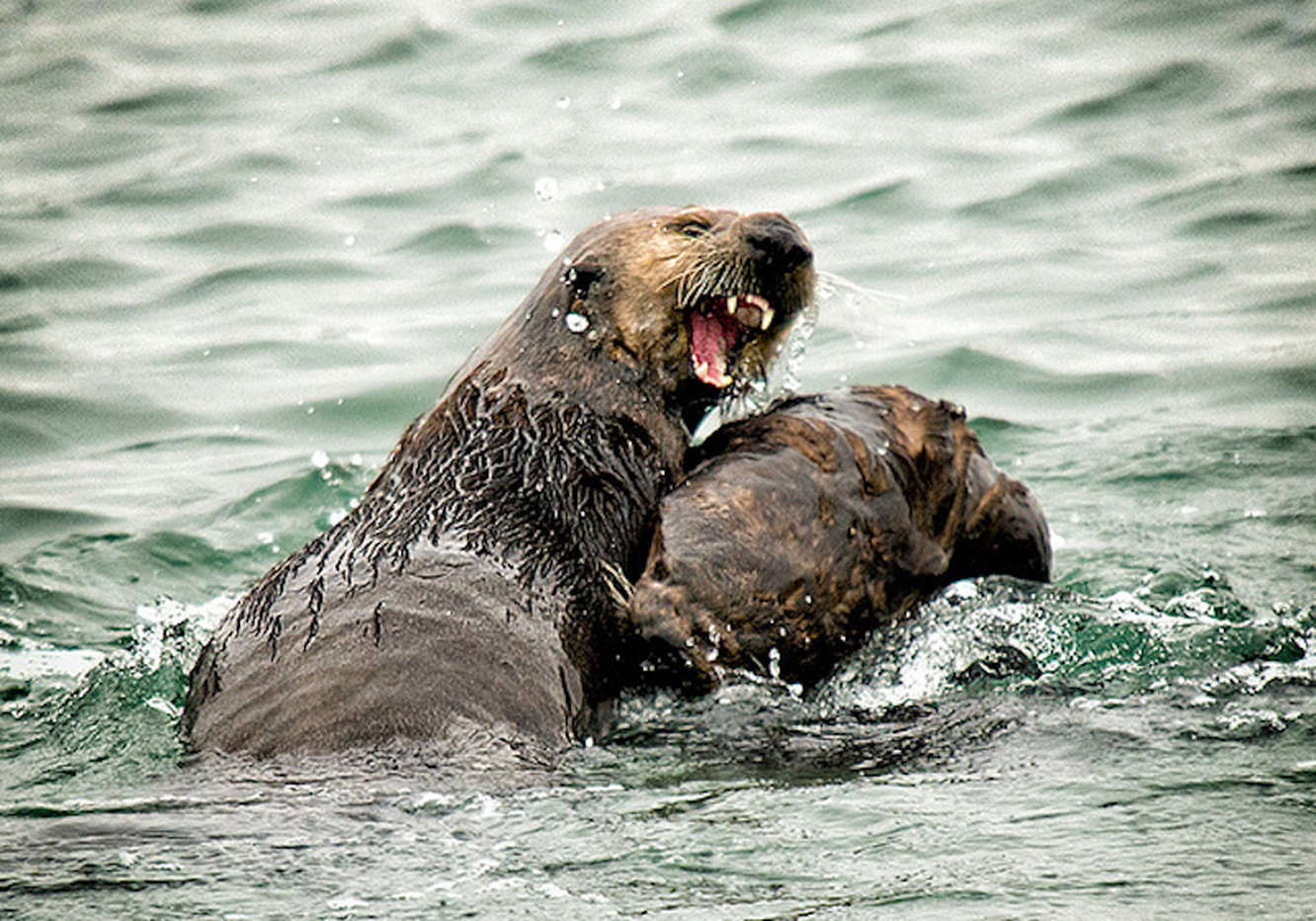 Черти на картинах художников. Животные убивающие себе подобных. Морские выдры насильники. Южноамериканская выдра. Животные убивающие себе подобных.