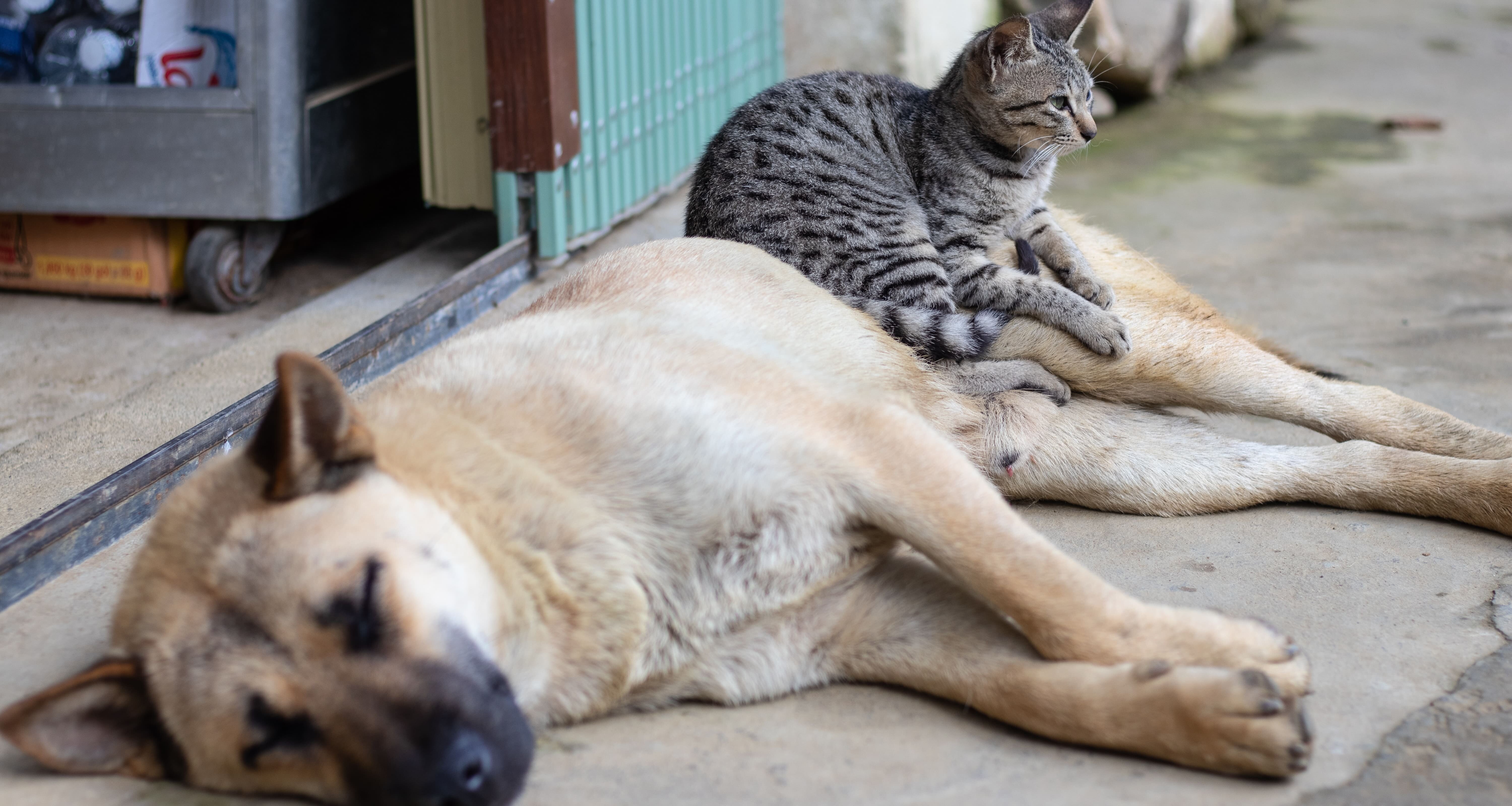 Перемирие в доме: ученые узнали, как подружить кошек и собак