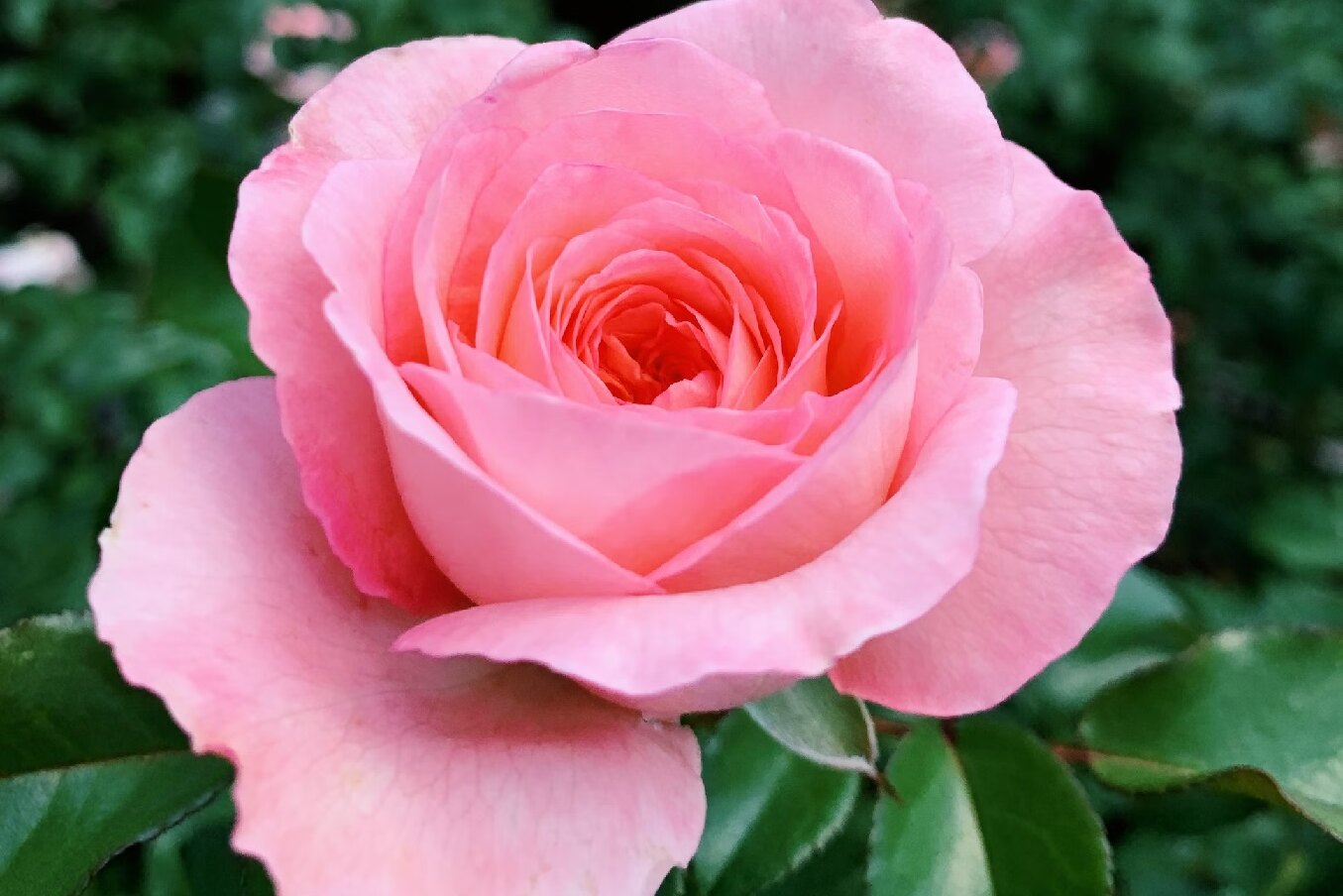 Роза пахнет розой: разработано устройство для передачи ароматов в виртуальном мире