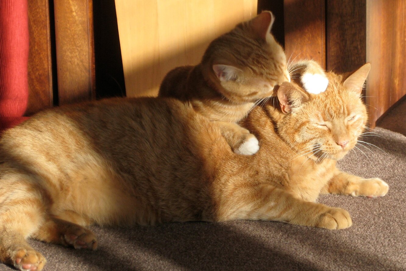 Почему кошки так любят нежиться на солнышке?