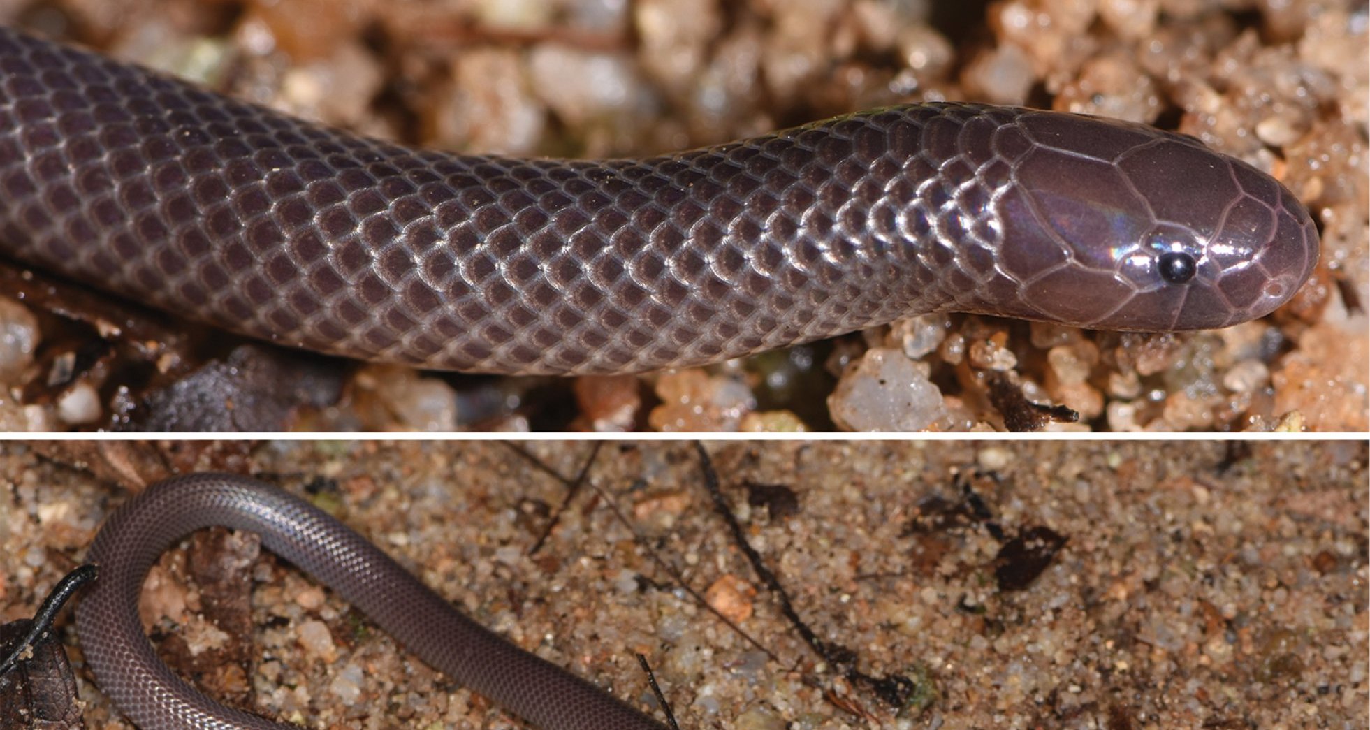 Рискованное исследование: как змея чуть не угробила ученых! Эта рептилия способна отравить жертву, не открывая пасти!