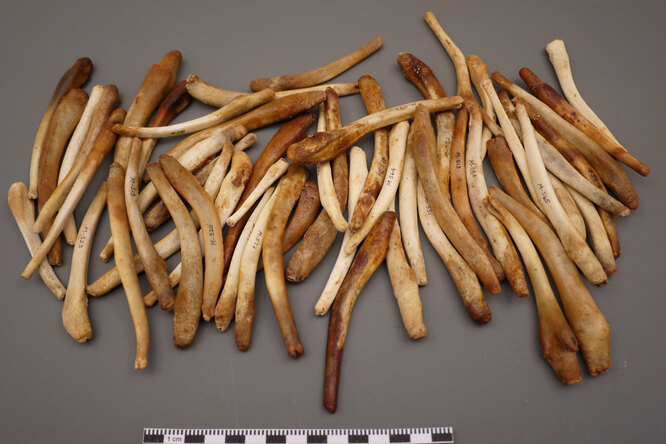 Из-за моногамии мужчинам пришлось распрощаться с половой костью