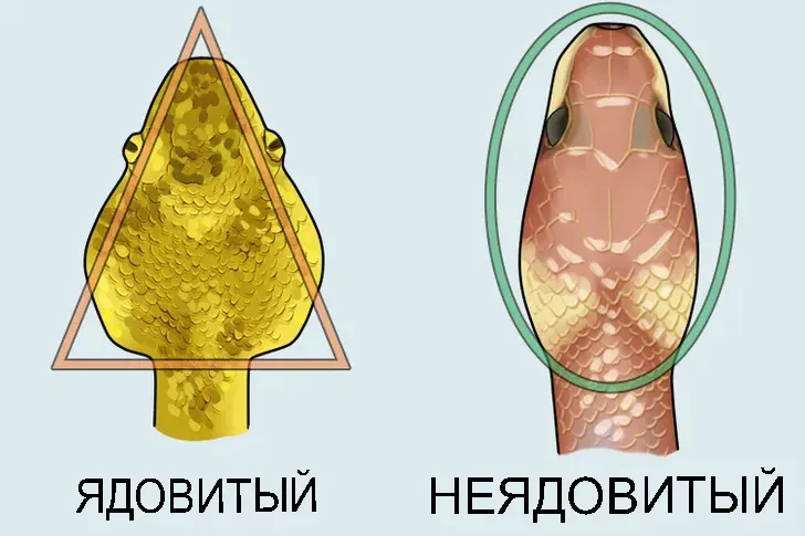 Важные советы для отдыхающих на природе: как отличить ядовитую змею от неядовитой