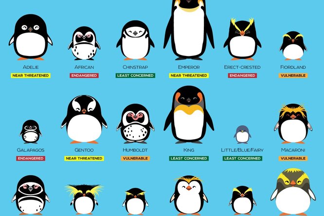 В День знаний о пингвинах можно помочь ученым считать пингвинов
