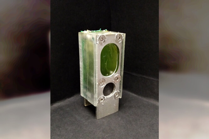 Учёные заставили водоросли вырабатывать электричество и сделали из них аккумулятор