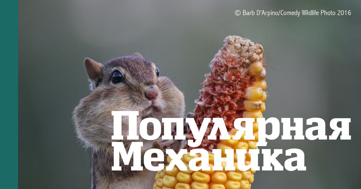 Эти фото стали мемами: 10 безумно смешных снимков диких животных