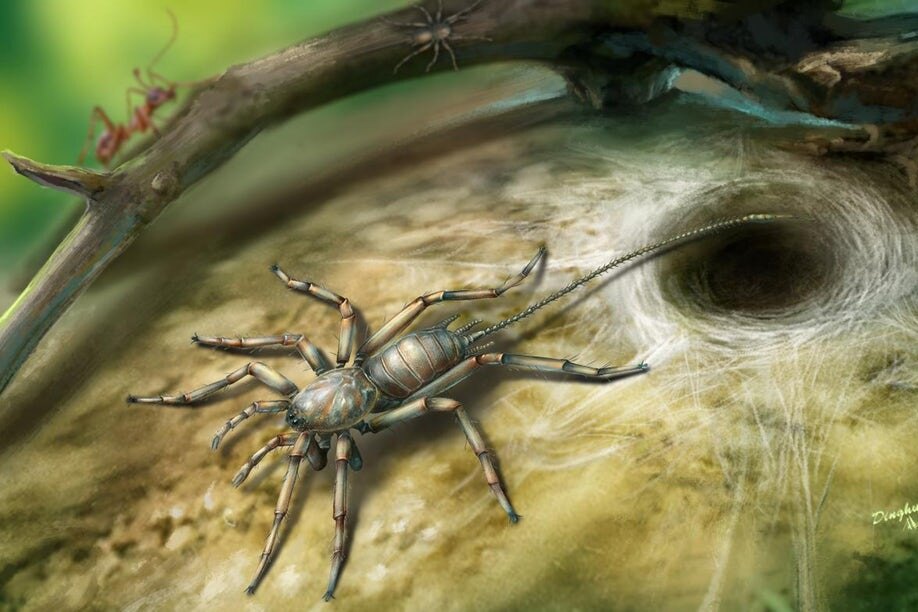 Как в куске янтаря обнаружили древнего хвостатого паука