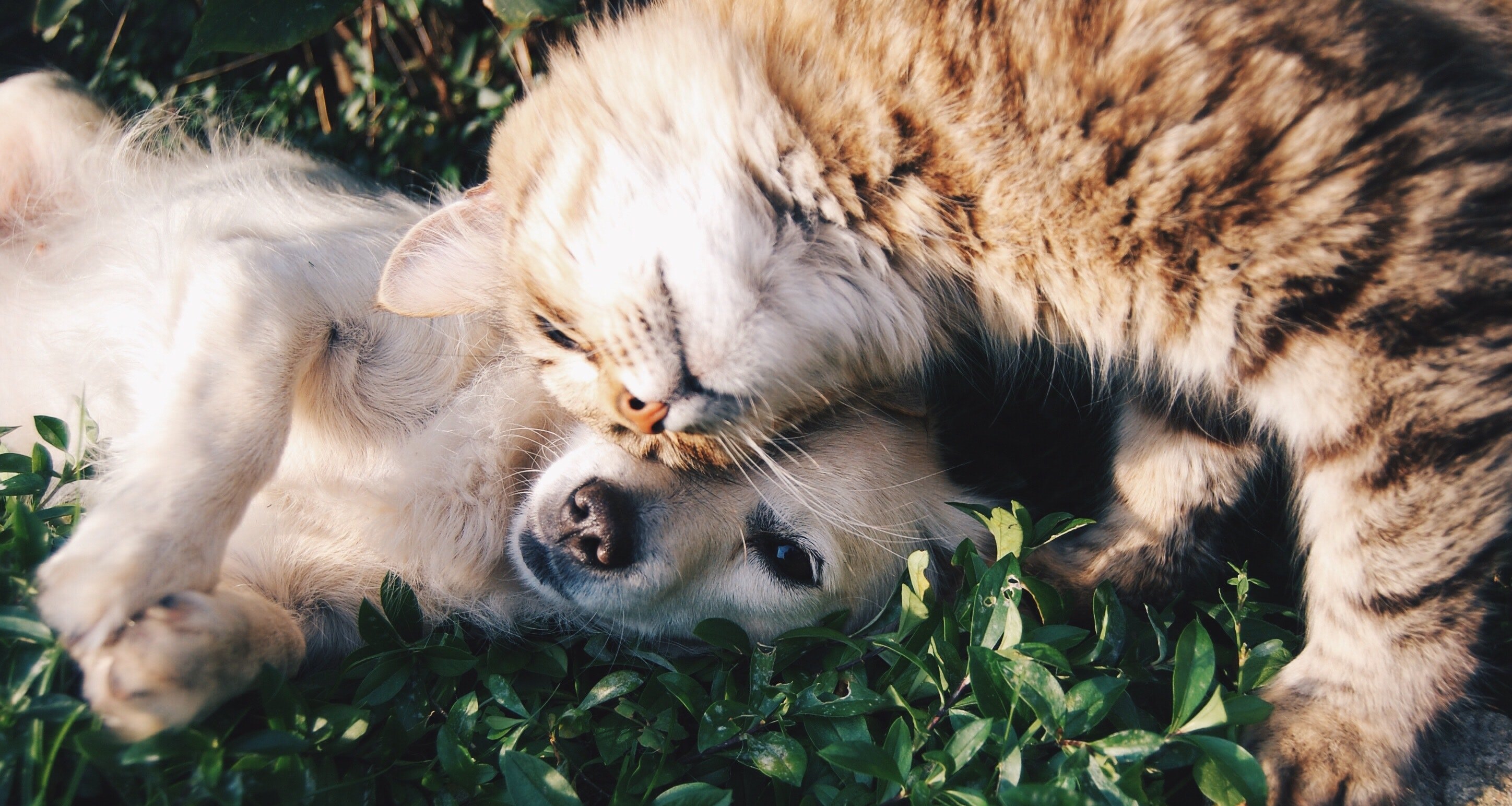 Кто же умнее на самом деле: кошки против собак