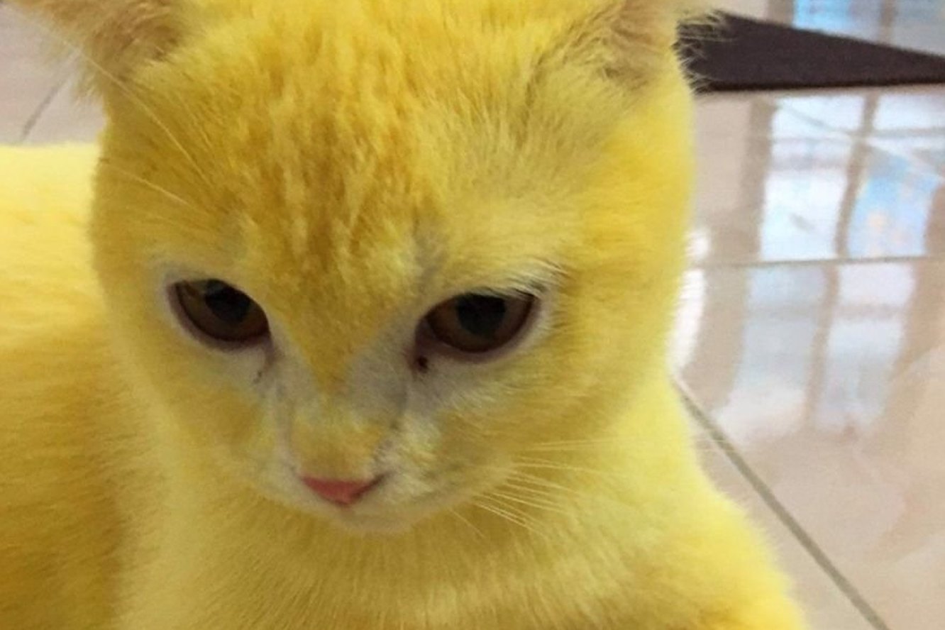 Пикачу котик