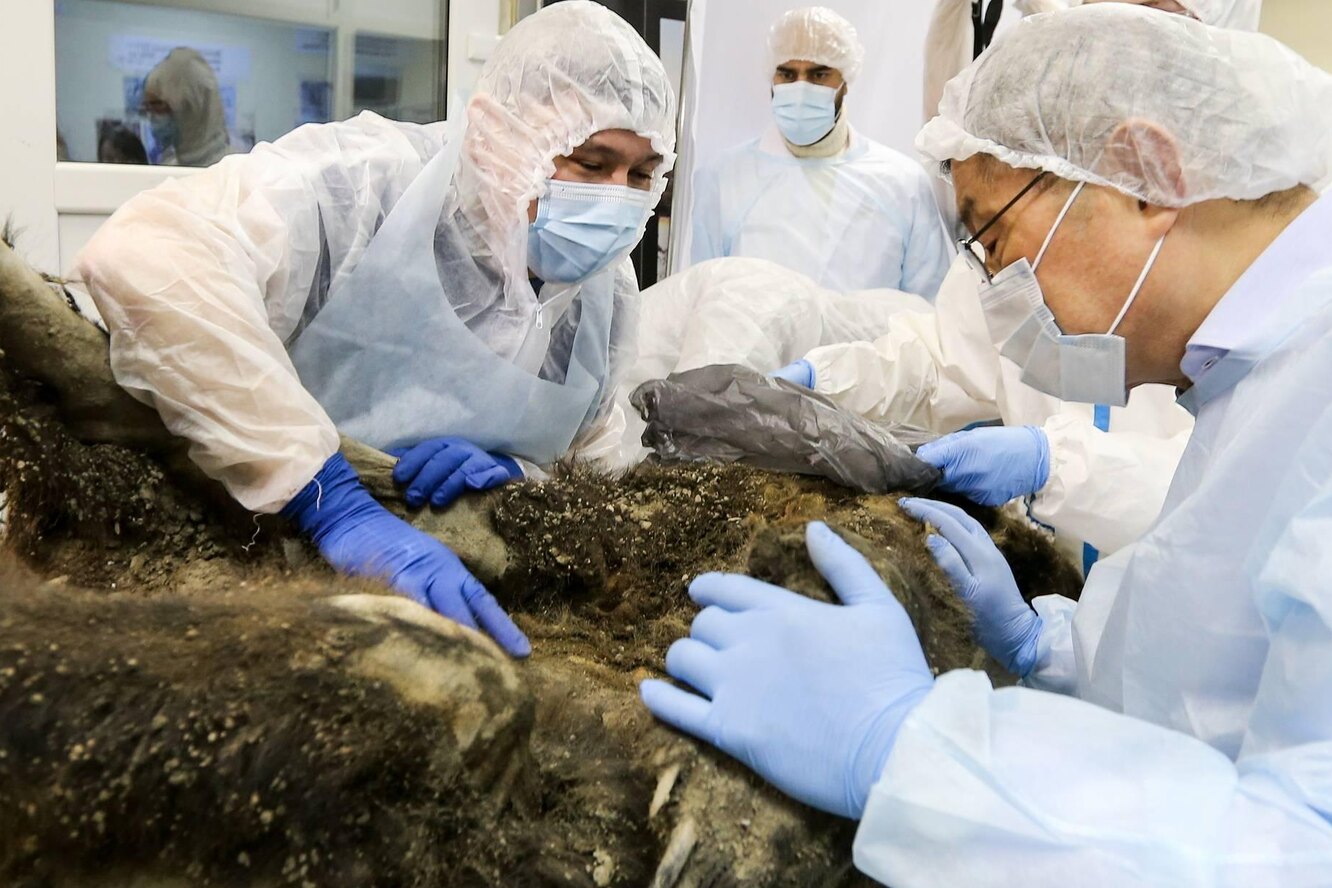 Ученые вскрыли тушу 3500-летней медведицы, найденной в вечной мерзлоте Сибири