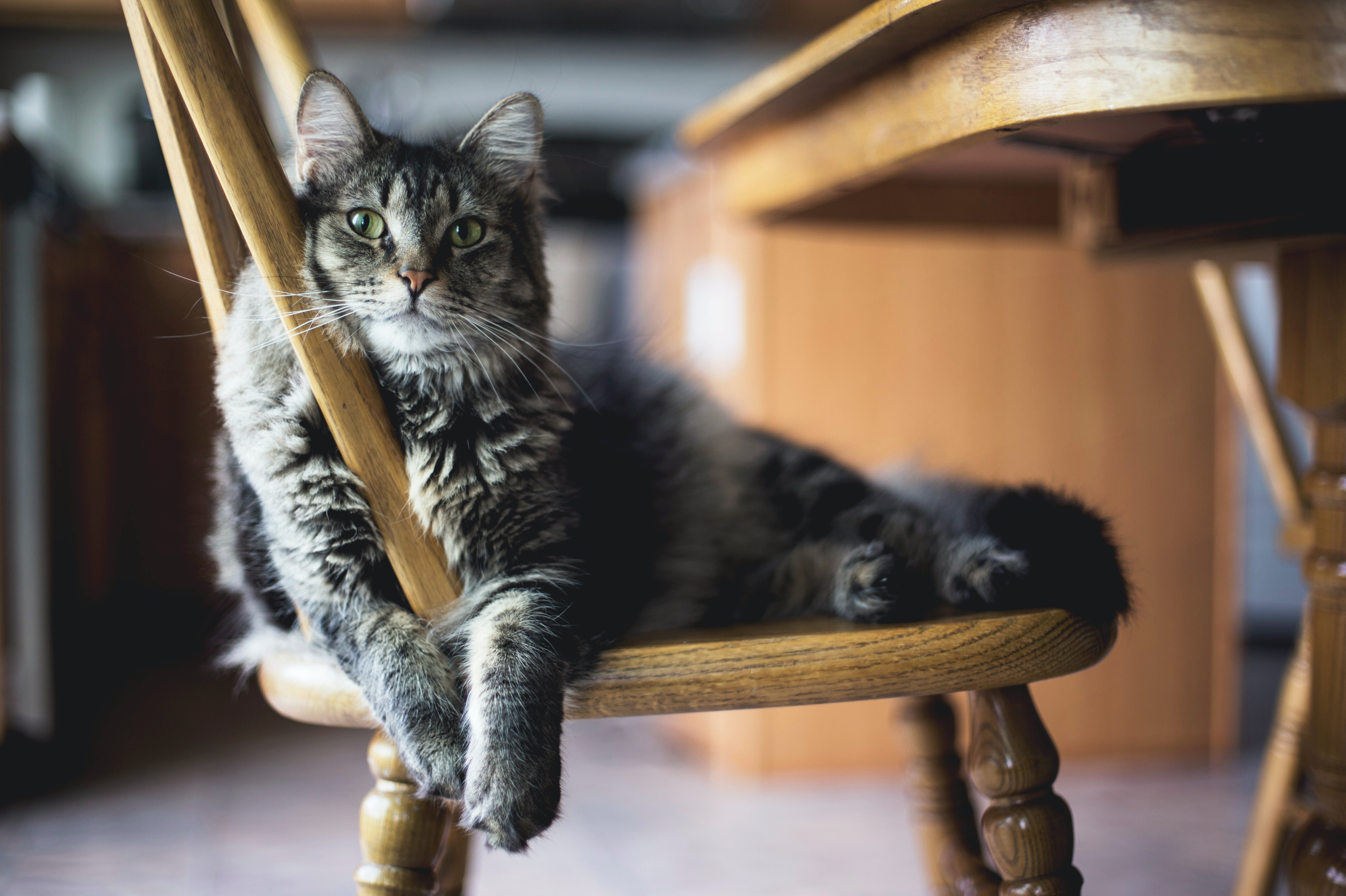 Подручные средства, которые избавят от неприятного запаха кошачьей мочи ковры, мебель и одежду
