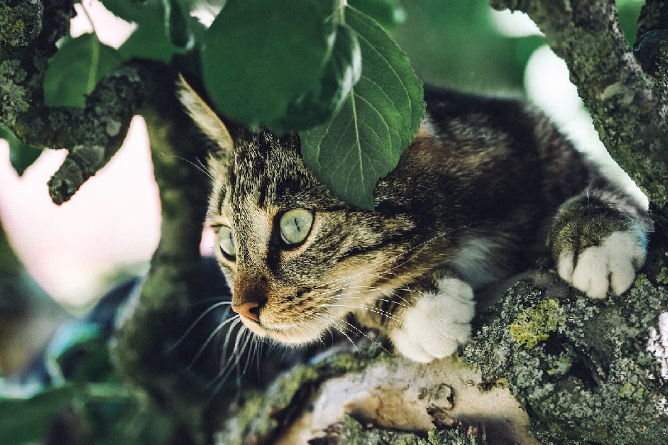 Ученые видят в кошках распространителей болезней и угрозу биоразнообразию