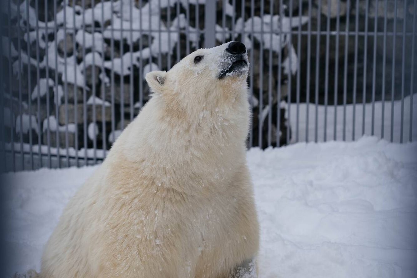 Как сейчас живет медведь Диксон, которого спасли от гибели на полярном острове