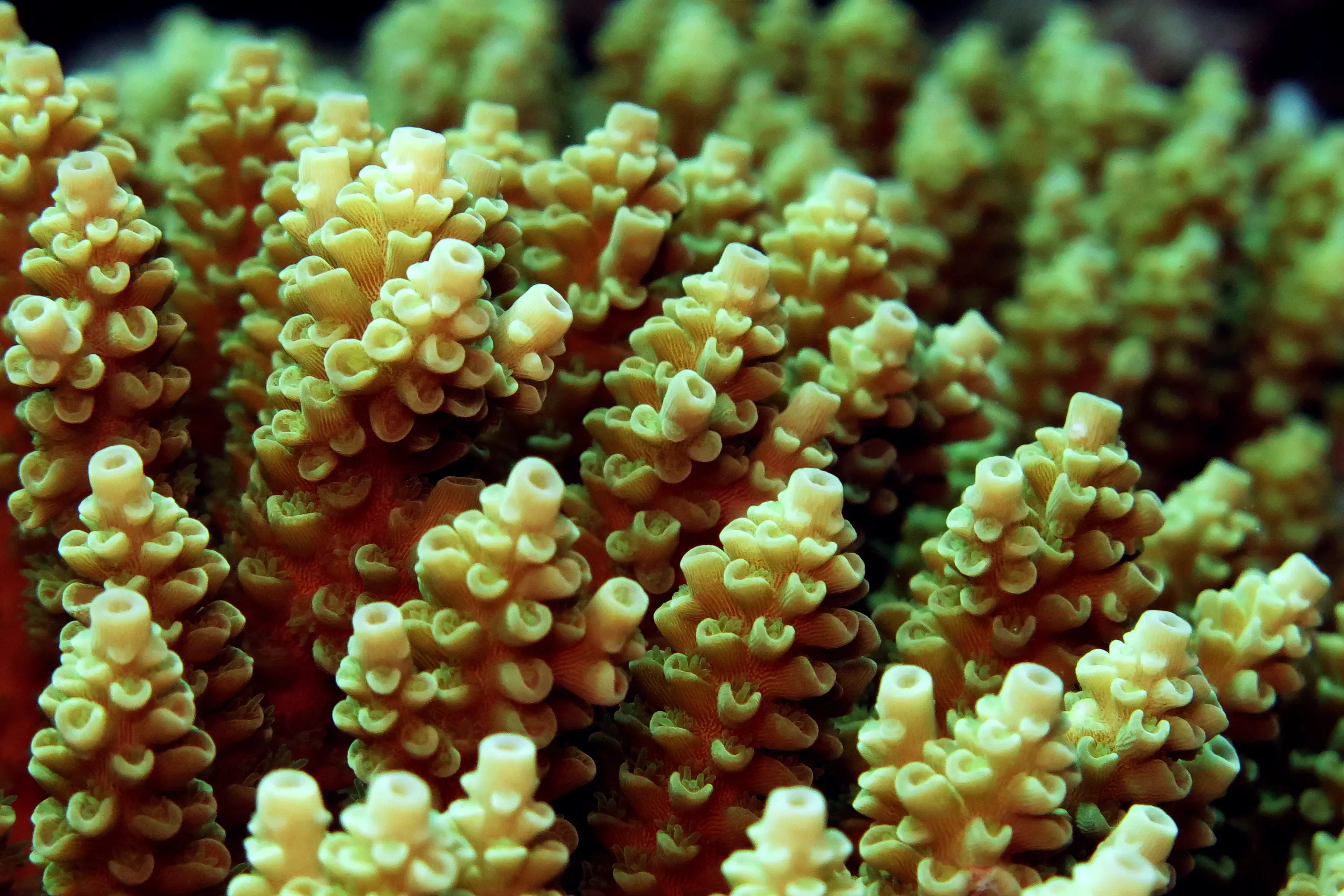 Родственники хламидий могут спасти коралловые рифы от гибели