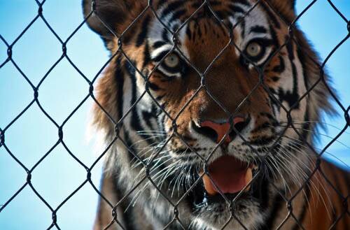 Тигры – один из видов, находящихся под угрозой исчезновения. Если они действительно вымрут, мы сможем с уверенностью сказать: массовое вымирание наступило