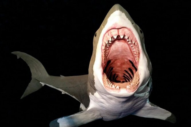 Впечатляющая находка: шестилетний мальчик случайно наткнулся на зуб мегалодона на британском пляже