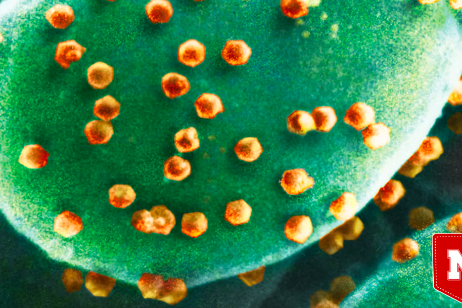 Обнаружен первый вировор  организм, который питается вирусами