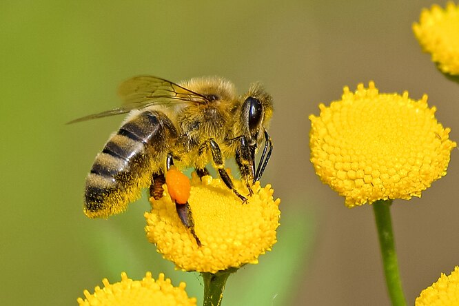 Названа еще одна причина исчезновения пчел: перепады температур не дают им летать