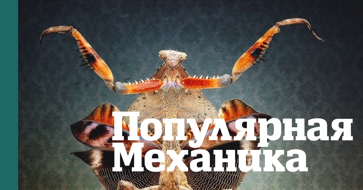 Пугающая красота: 10 самых необычных богомолов