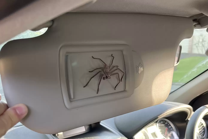 Мужчина уже год ездит с пауком в машине. Это шокирует всех его пассажиров!