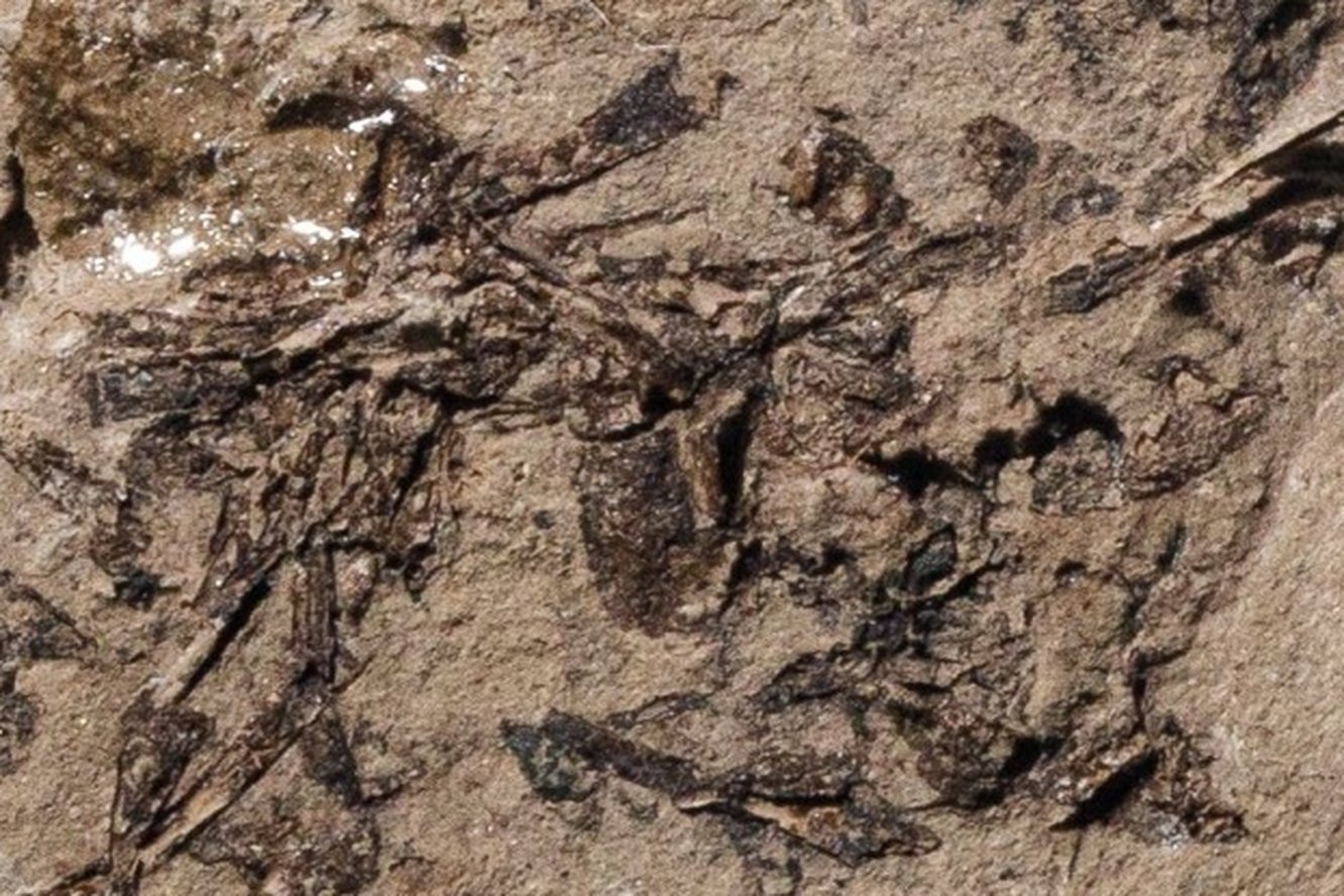 Доисторическая девушка замороженная 40 миллионов лет. Окаменелые фекалии динозавров. Кал динозавра окаменелый. Нашли доисторическую девушку в 1969 году.