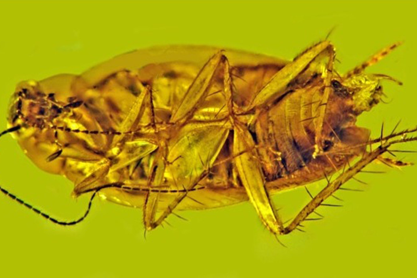 Ученые впервые нашли тараканью сперму в янтаре. Ей 30 миллионов лет