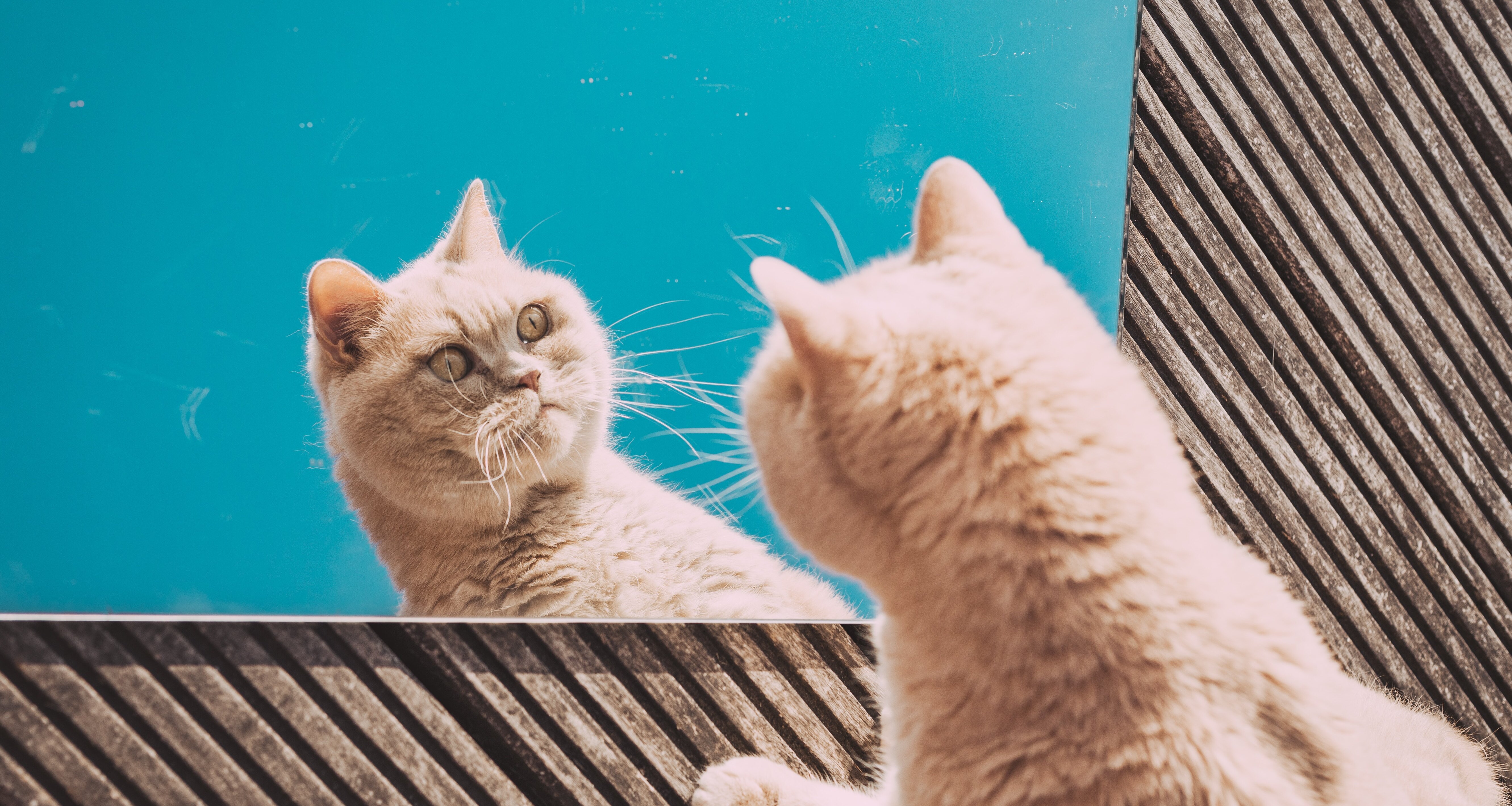 Почему коты сходят с ума после похода в туалет