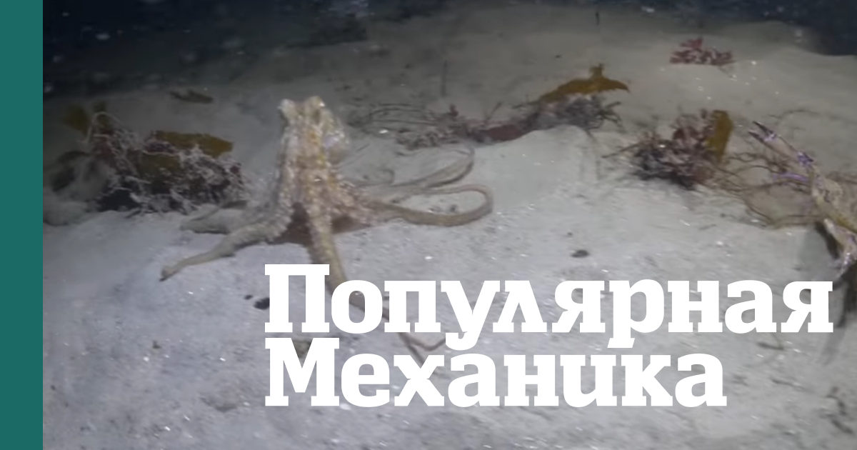 Грандиозная схватка: как краб и осьминог сразились насмерть