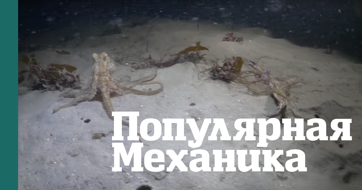 Краб и осьминог сразились насмерть, но победителем вышел лишь один