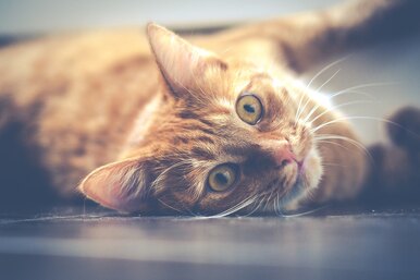 Что вы знаете о кошках: тест покажет, насколько вы внимательный хозяин