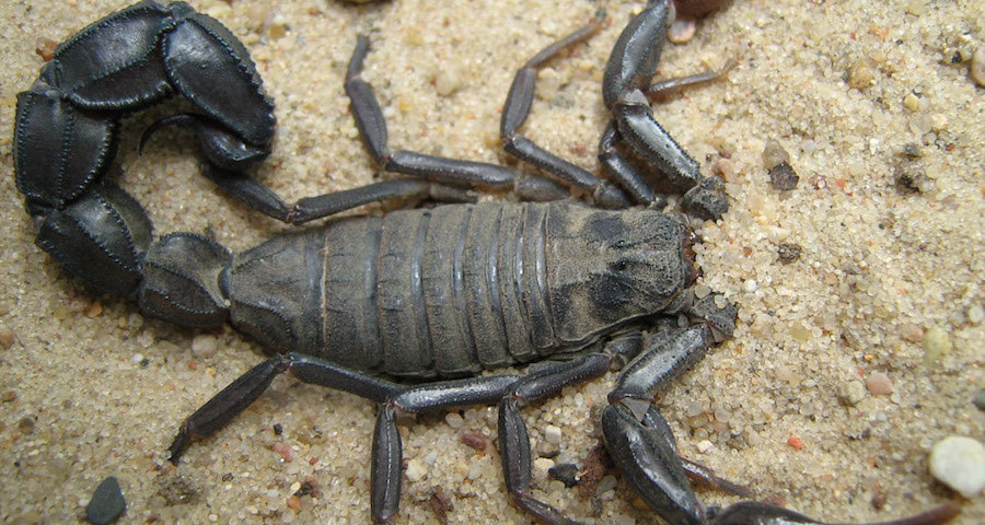 10 самых опасных в мире скорпионов