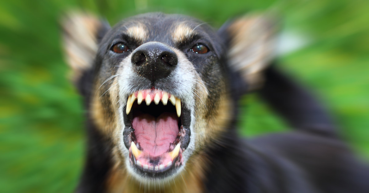 5 собак с самыми мощными челюстями в мире: грозные рекордсмены