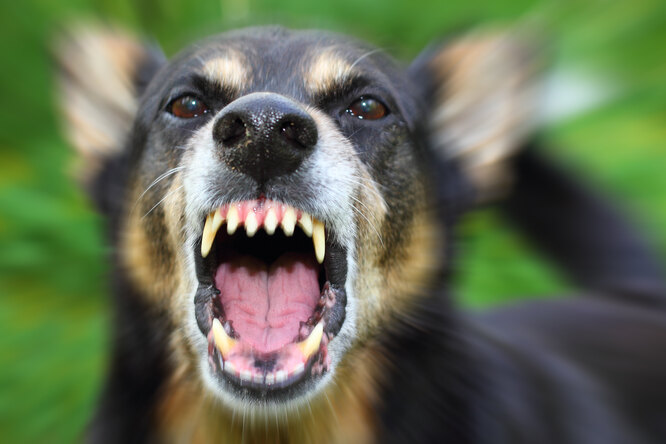Пятерка собак с самыми мощными челюстями в мире: лохматые рекордсмены